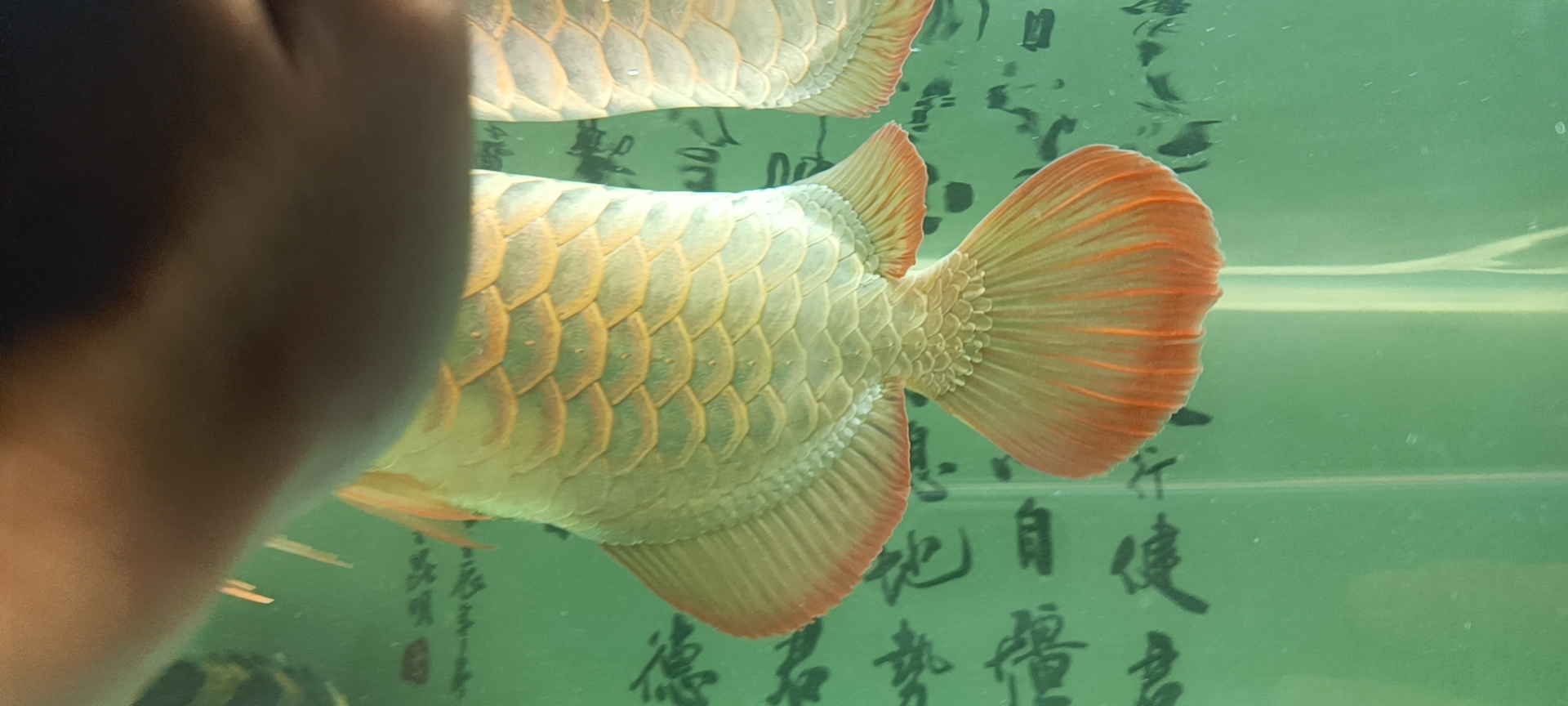 養(yǎng)魚就得多折騰不能看文章 生態(tài)瓶/創(chuàng)意缸/桌面微景缸 第6張