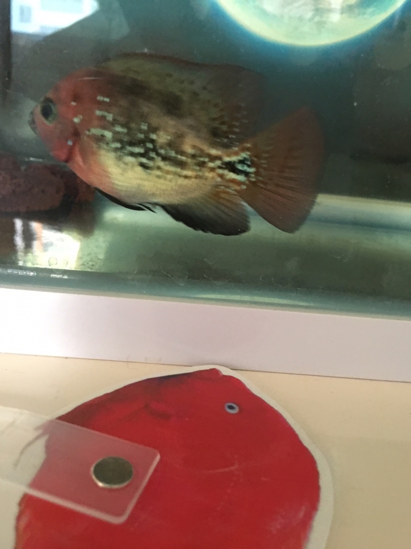 家有小古典 水族維護(hù)服務(wù)（上門） 第3張