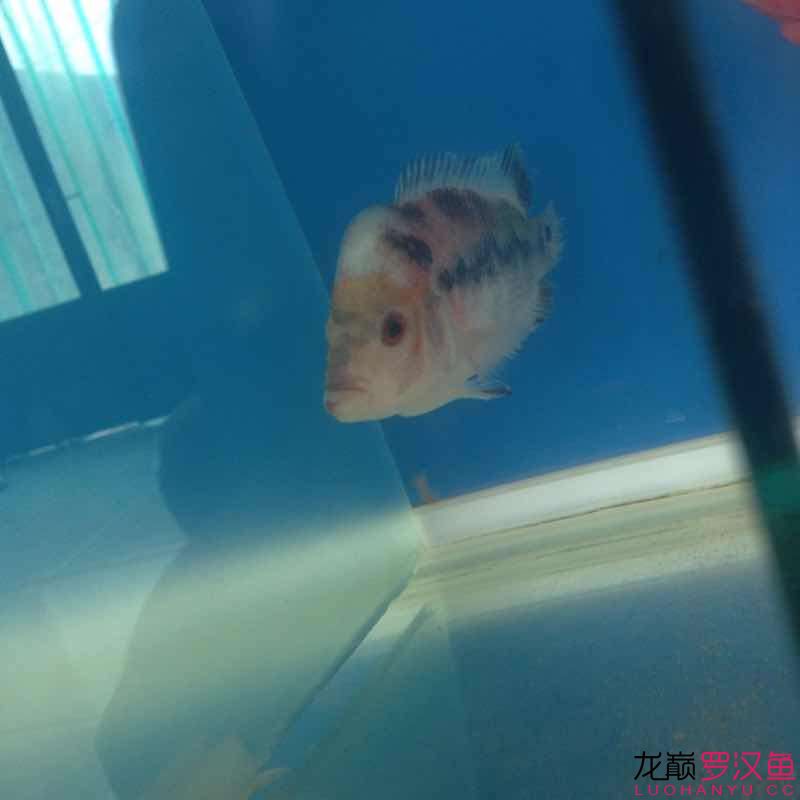 這魚怎么救