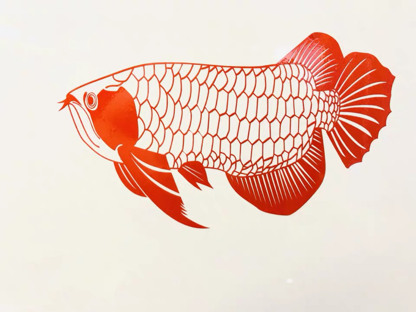 問(wèn)下魚(yú)友你們喂食龍魚(yú)的泥鰍怎么處理？