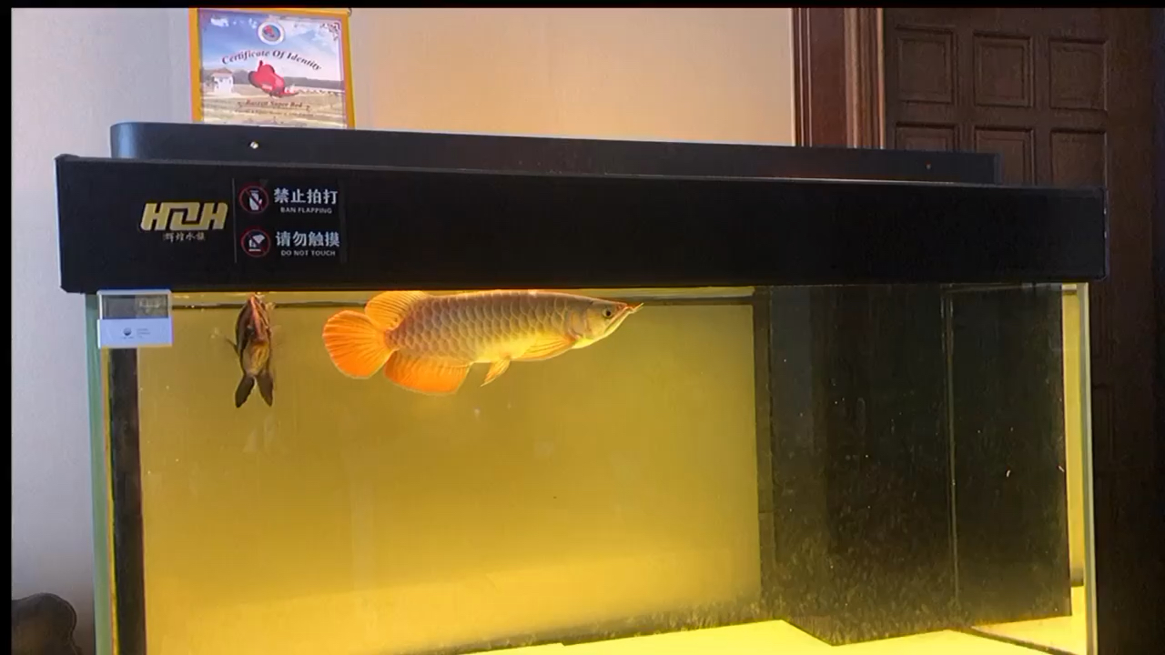 喂食原聲錄制 眼斑魚 第1張