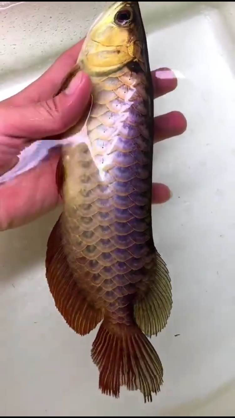 33cm賽級超長七鰭印尼血艷紅龍 水族燈（魚缸燈） 第6張