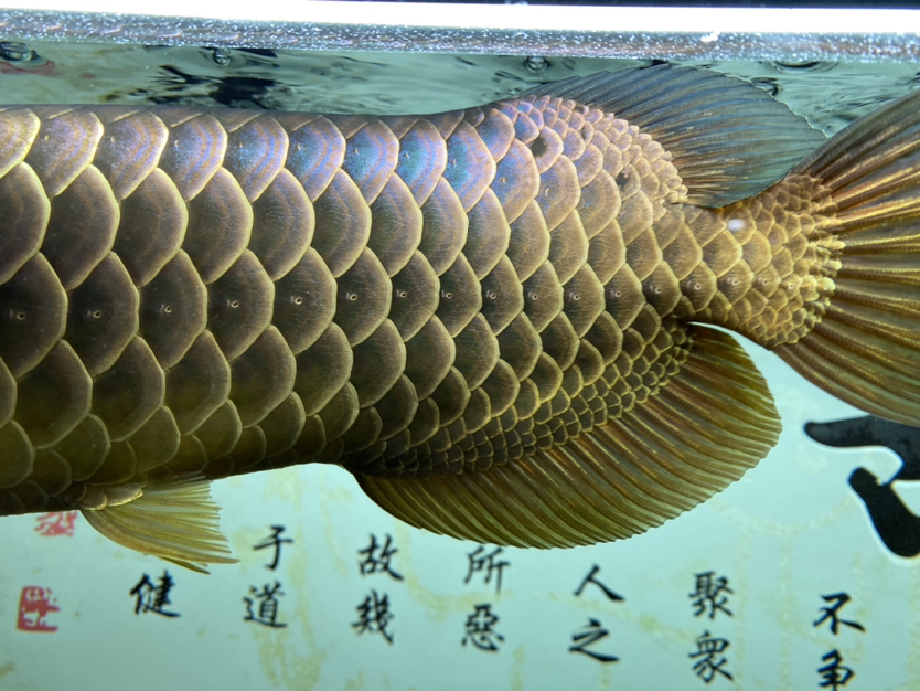 上個(gè)細(xì)節(jié)圖 BD魟魚(yú) 第3張