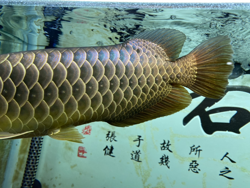 上個(gè)細(xì)節(jié)圖 BD魟魚(yú) 第2張