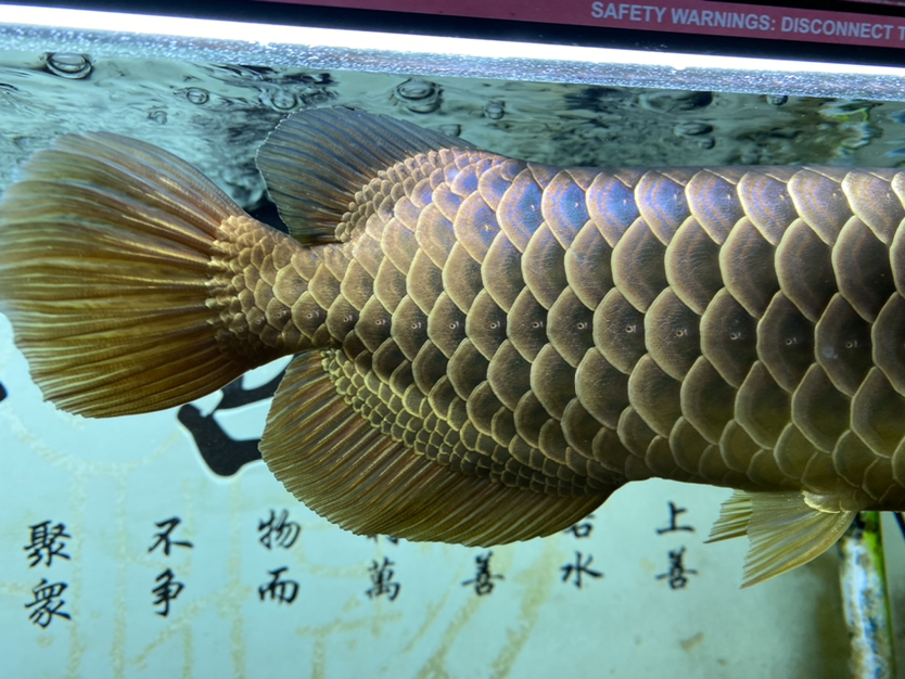 上個(gè)細(xì)節(jié)圖 BD魟魚(yú) 第4張