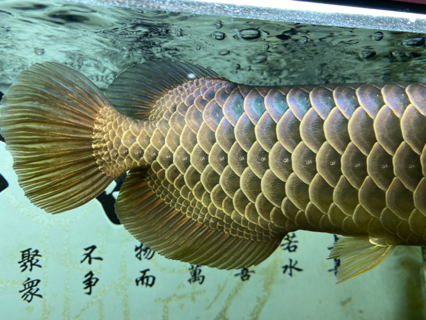 上個(gè)細(xì)節(jié)圖 BD魟魚(yú) 第6張