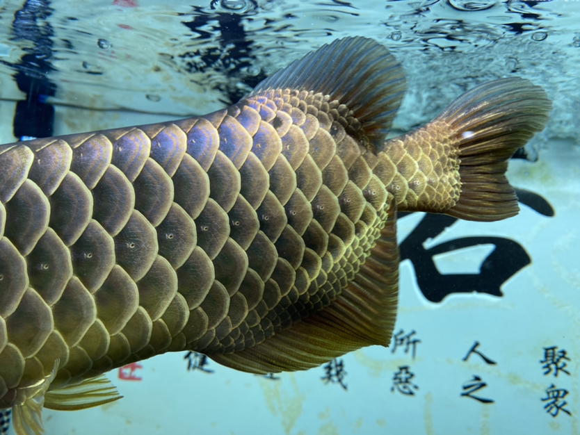 上個(gè)細(xì)節(jié)圖 BD魟魚(yú) 第5張