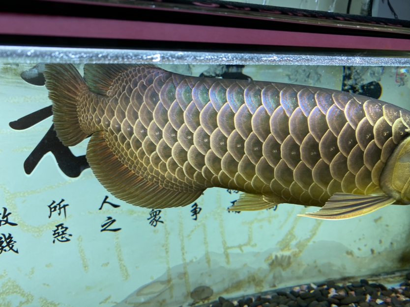 上個(gè)細(xì)節(jié)圖 BD魟魚(yú) 第8張