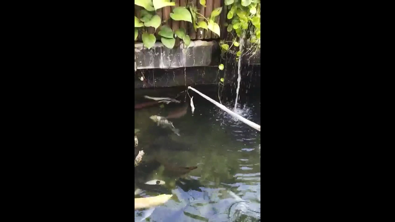 自家戶外魚池釣龍魚