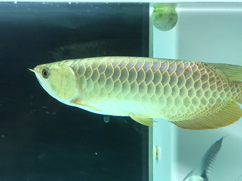 清洗濾材 赤荔鳳冠魚 第4張