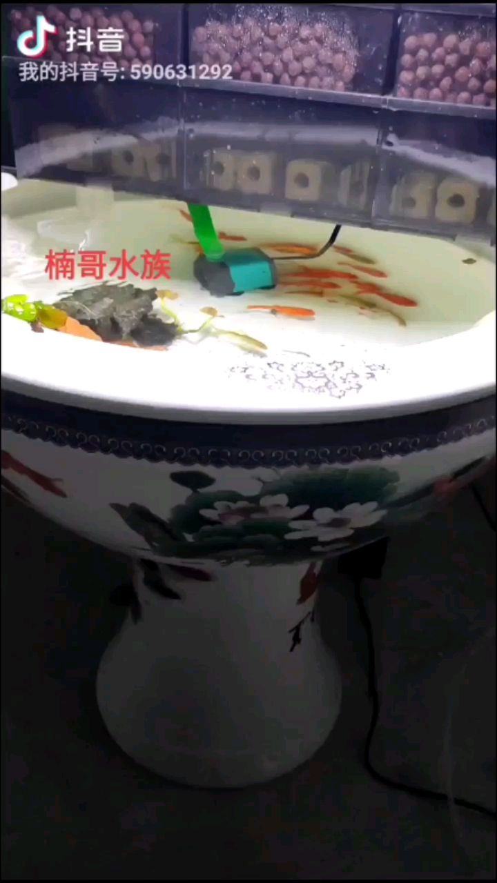 明天下蘭壽了 黃金貓魚 第1張