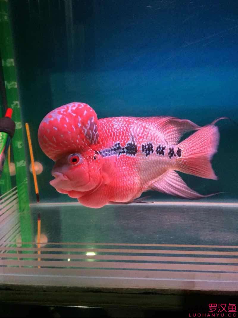 兩個(gè)月的對(duì)比 黃金鴨嘴魚 第5張