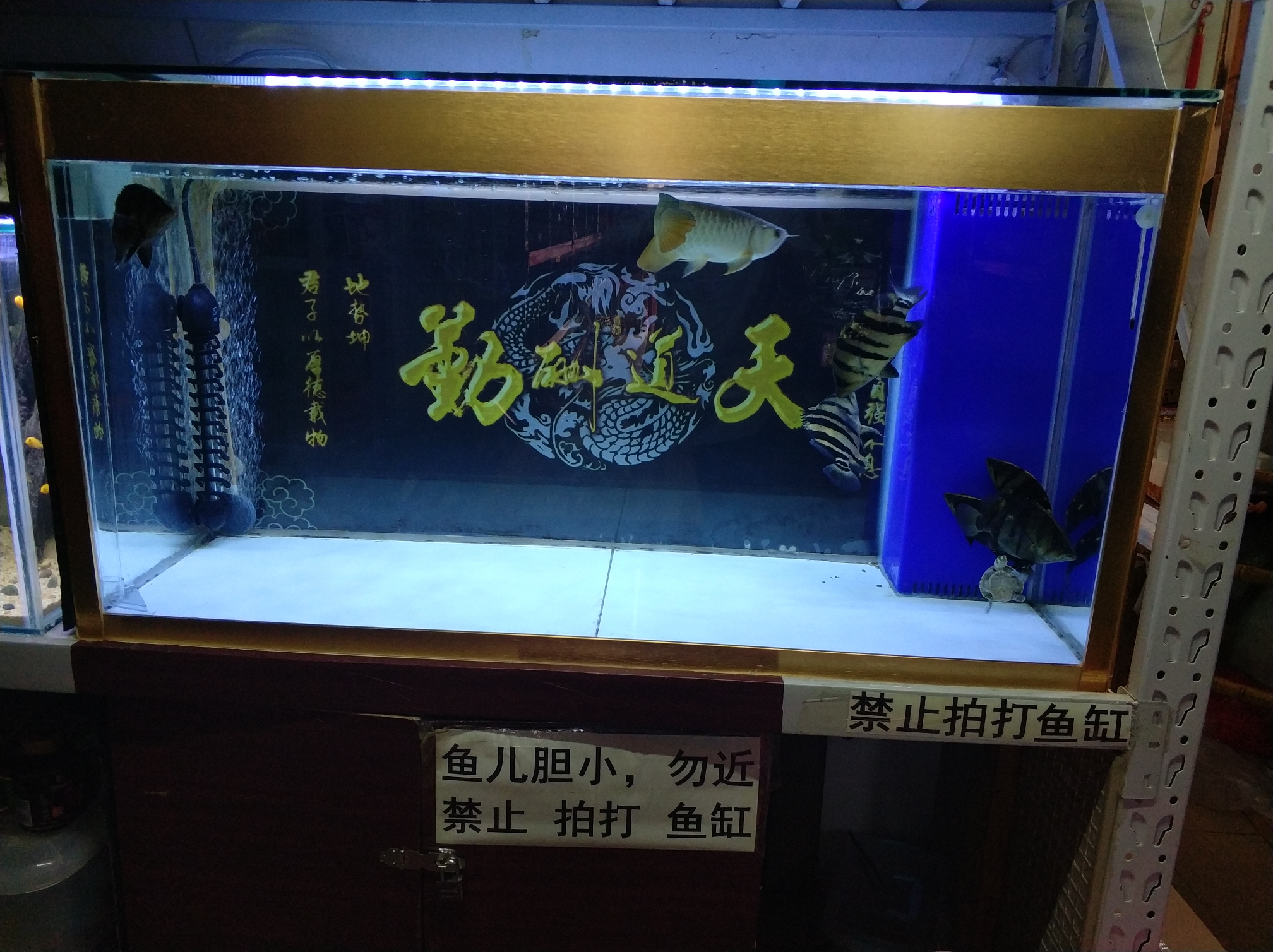 靠墻魚缸換背景真心費勁