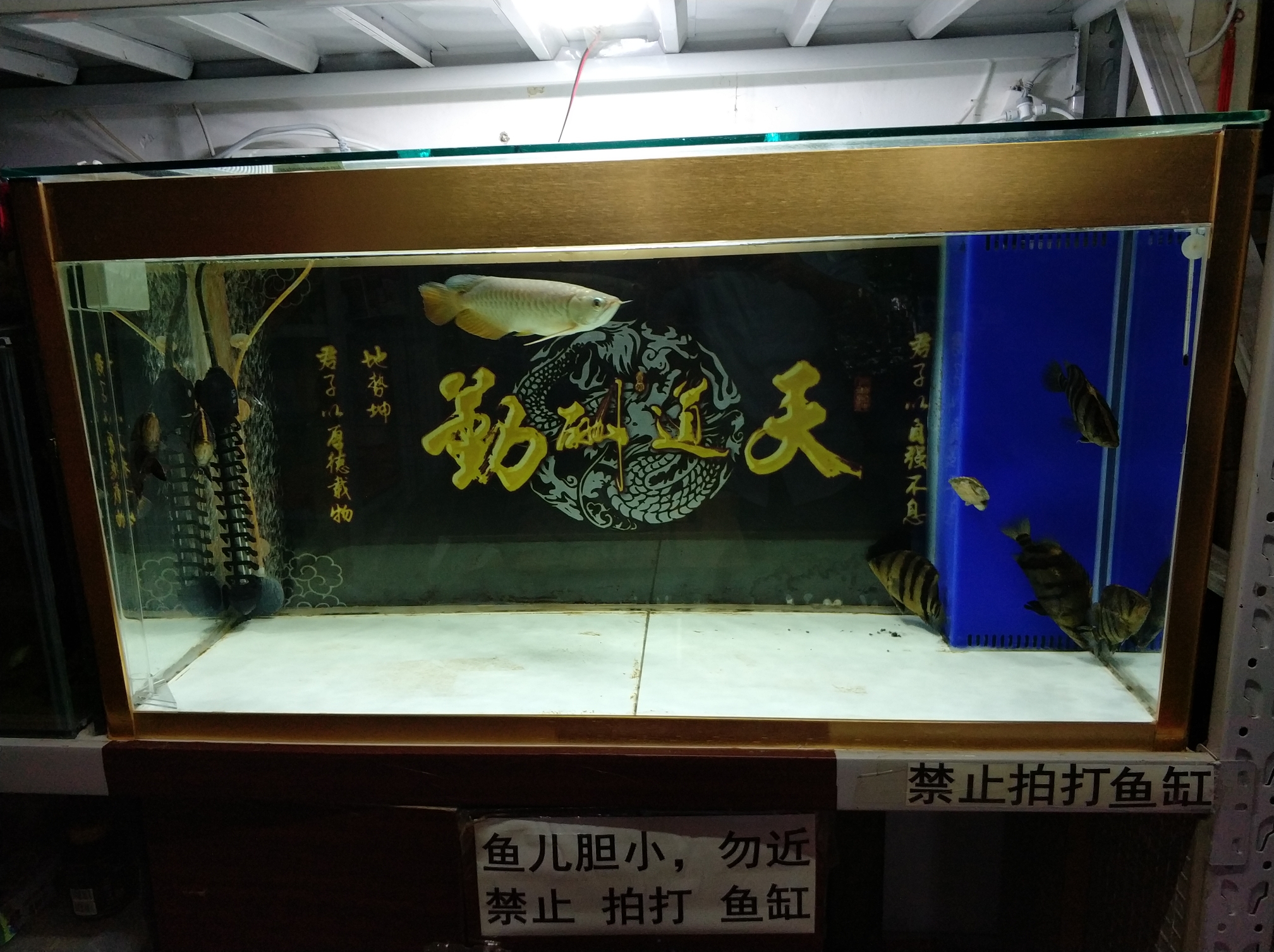 靠墻魚缸換背景真心費勁