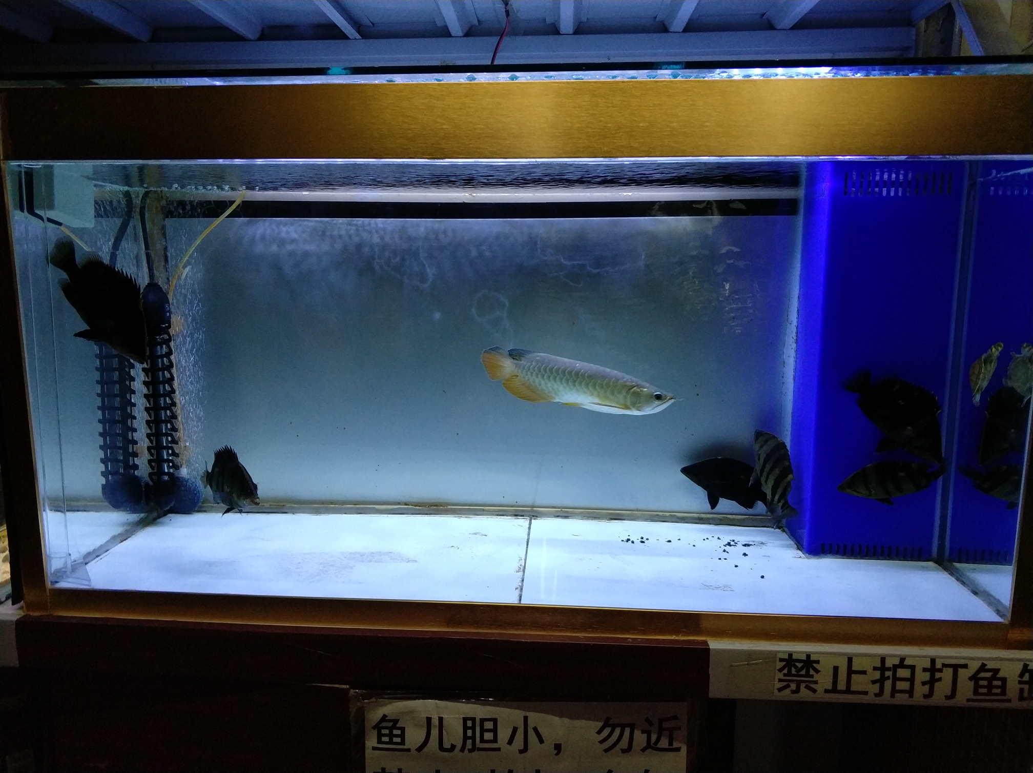 靠墻魚缸換背景真心費勁