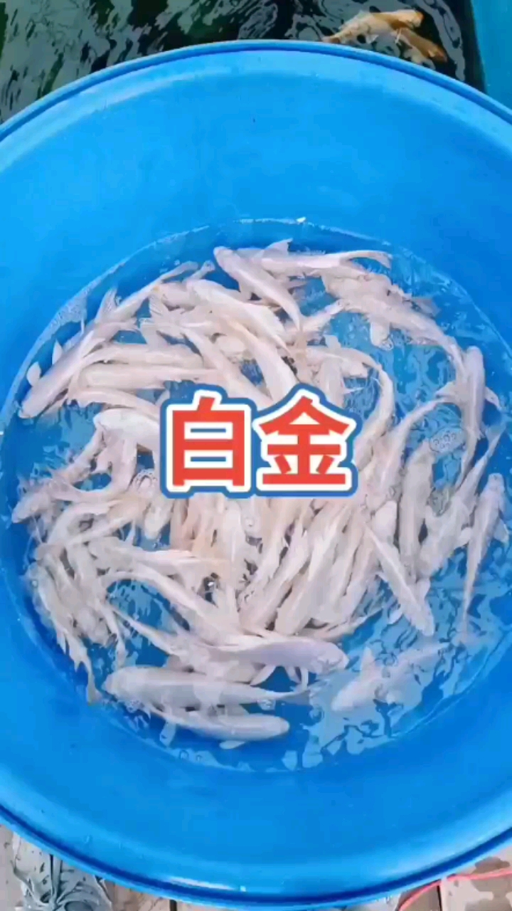 白金錦鯉