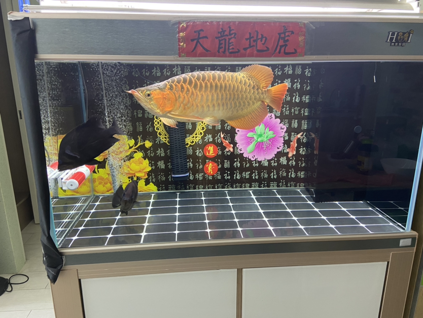 黑虎打斗請(qǐng)走一條去到魚(yú)池放生才發(fā)現(xiàn)