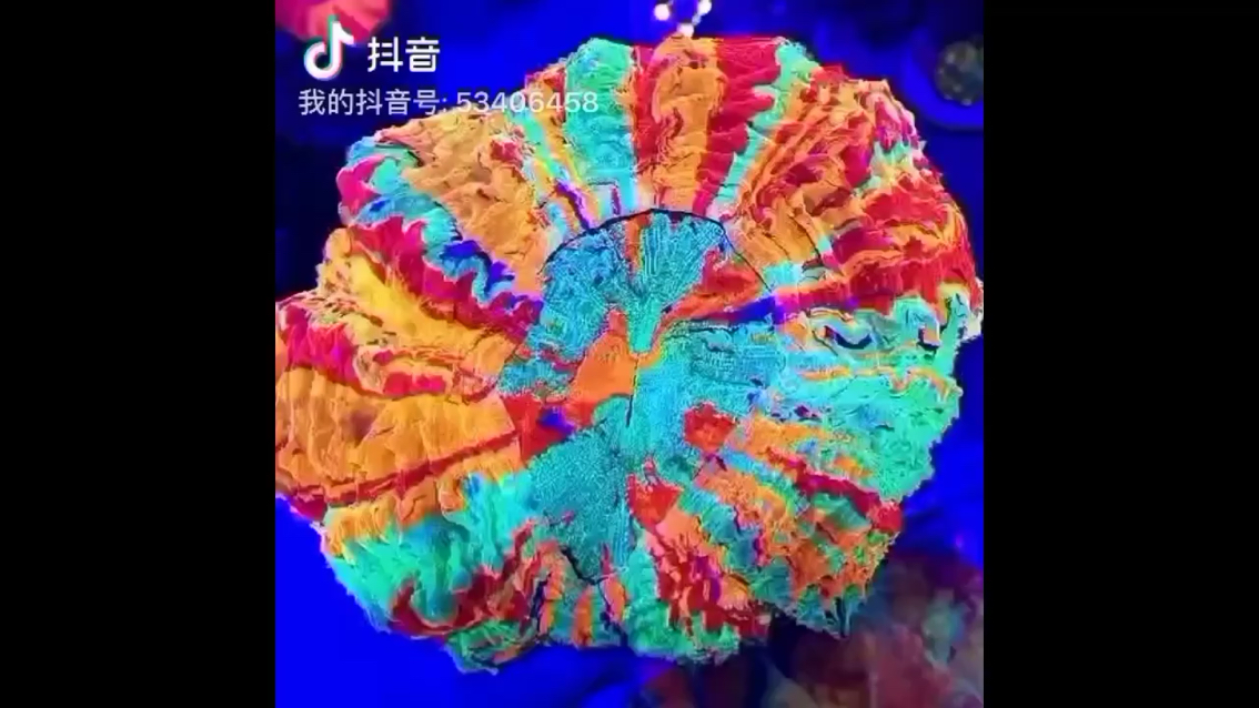 又一個富士腦 金三間魚 第1張