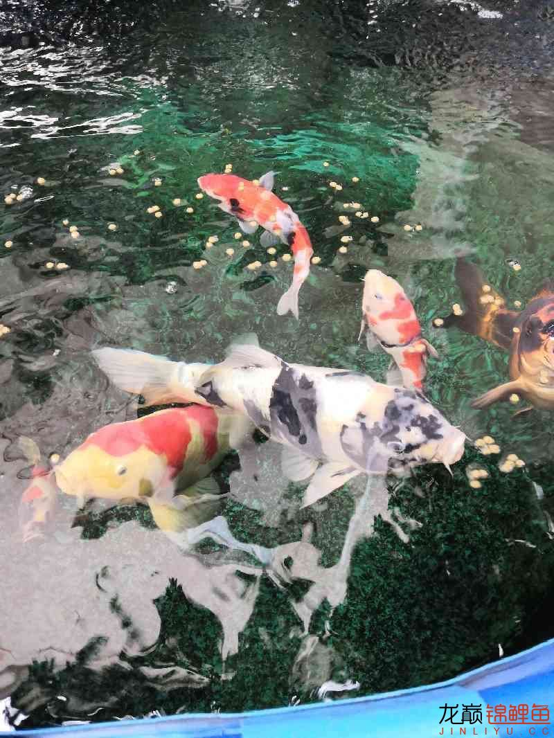 春喂食 廣州水族器材濾材批發(fā)市場 第3張