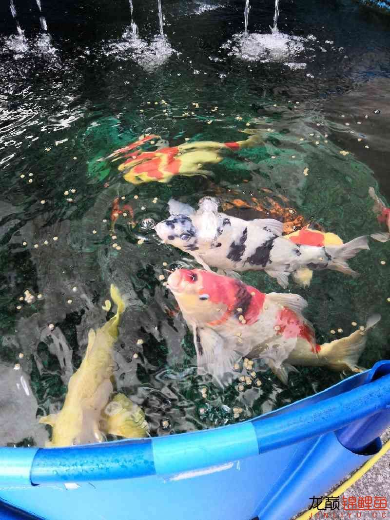 春喂食 廣州水族器材濾材批發(fā)市場 第2張