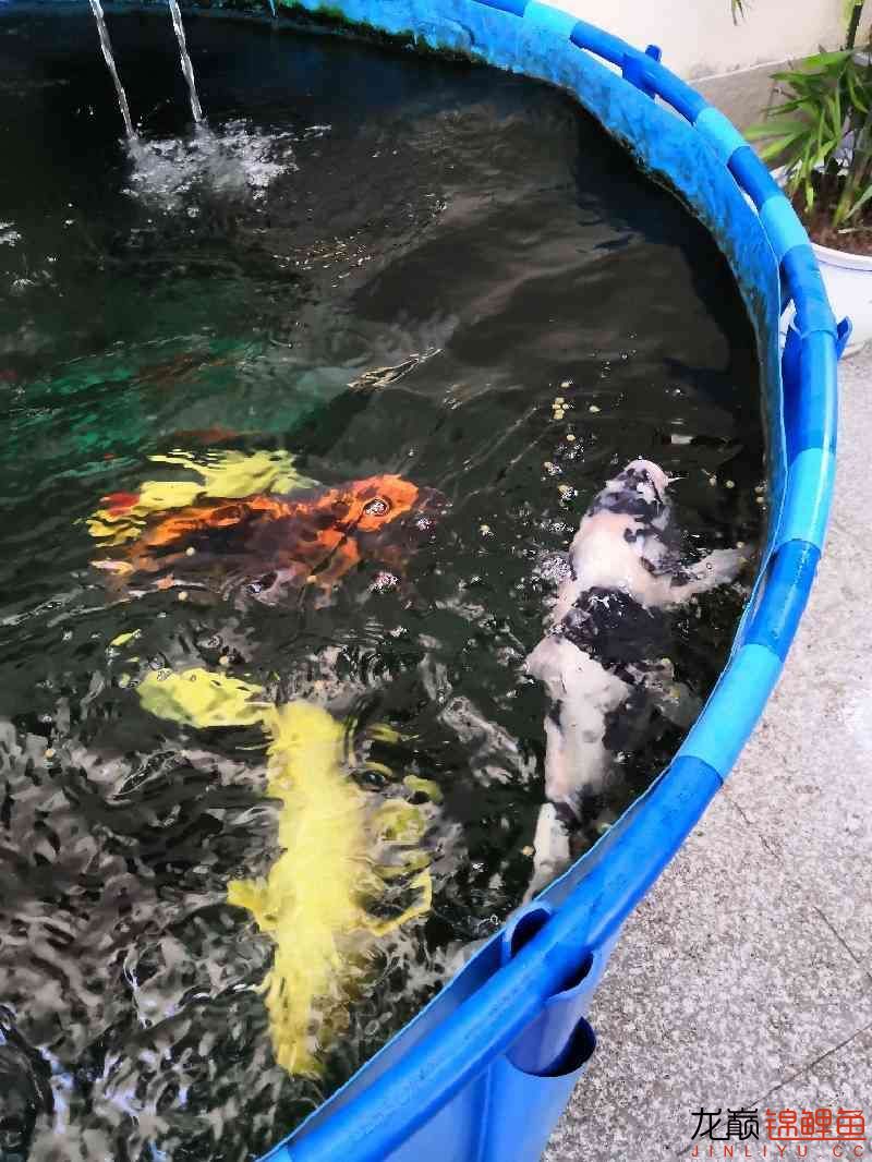 春喂食 廣州水族器材濾材批發(fā)市場 第6張