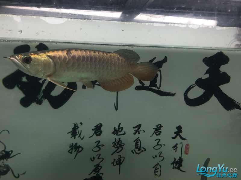 小龍到家一個(gè)月建檔 黑桃A魚苗 第6張