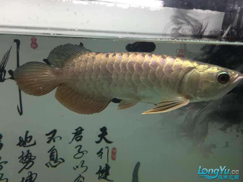 小龍到家一個(gè)月建檔 黑桃A魚苗 第3張