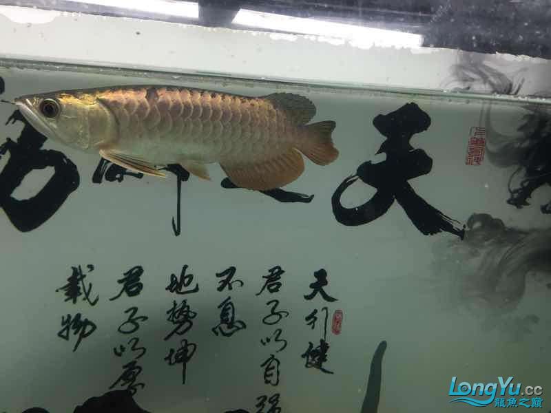 小龍到家一個(gè)月建檔 黑桃A魚苗 第1張