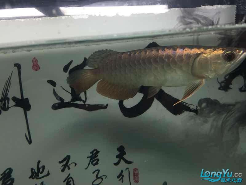 小龍到家一個(gè)月建檔 黑桃A魚苗 第5張