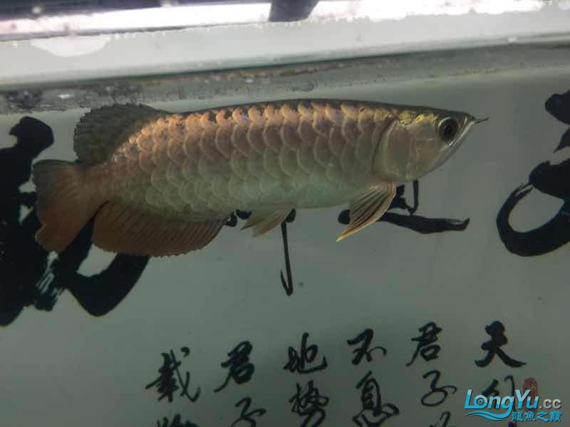 小龍到家一個(gè)月建檔 黑桃A魚苗 第2張