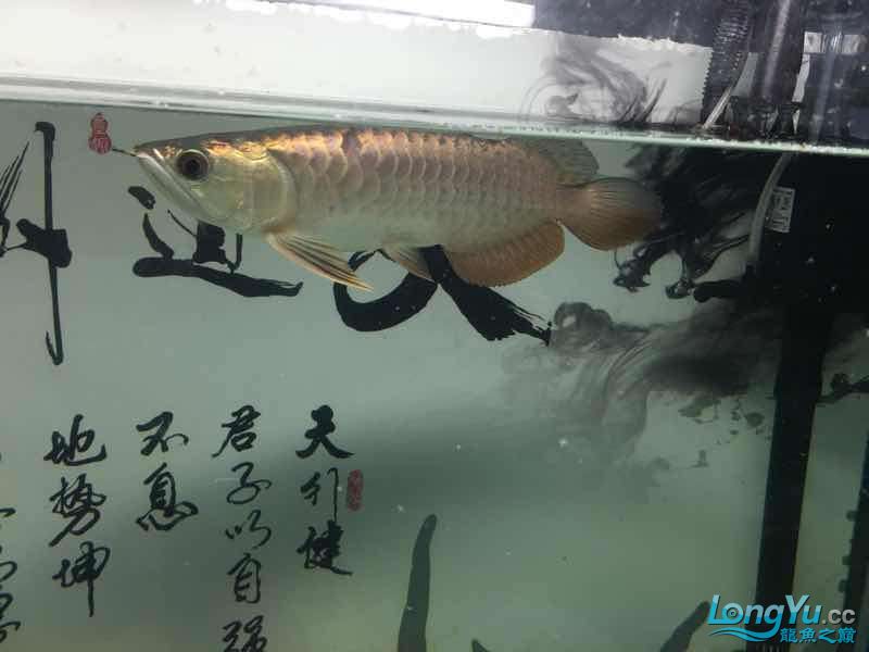 小龍到家一個(gè)月建檔 黑桃A魚苗 第7張