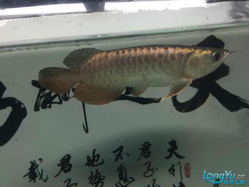 小龍到家一個(gè)月建檔 黑桃A魚苗 第8張