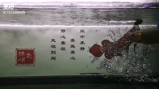 德魯斯之美 三間鼠魚 第1張