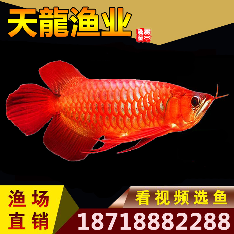 4A禮品送不停養(yǎng)好魚(yú)找4A