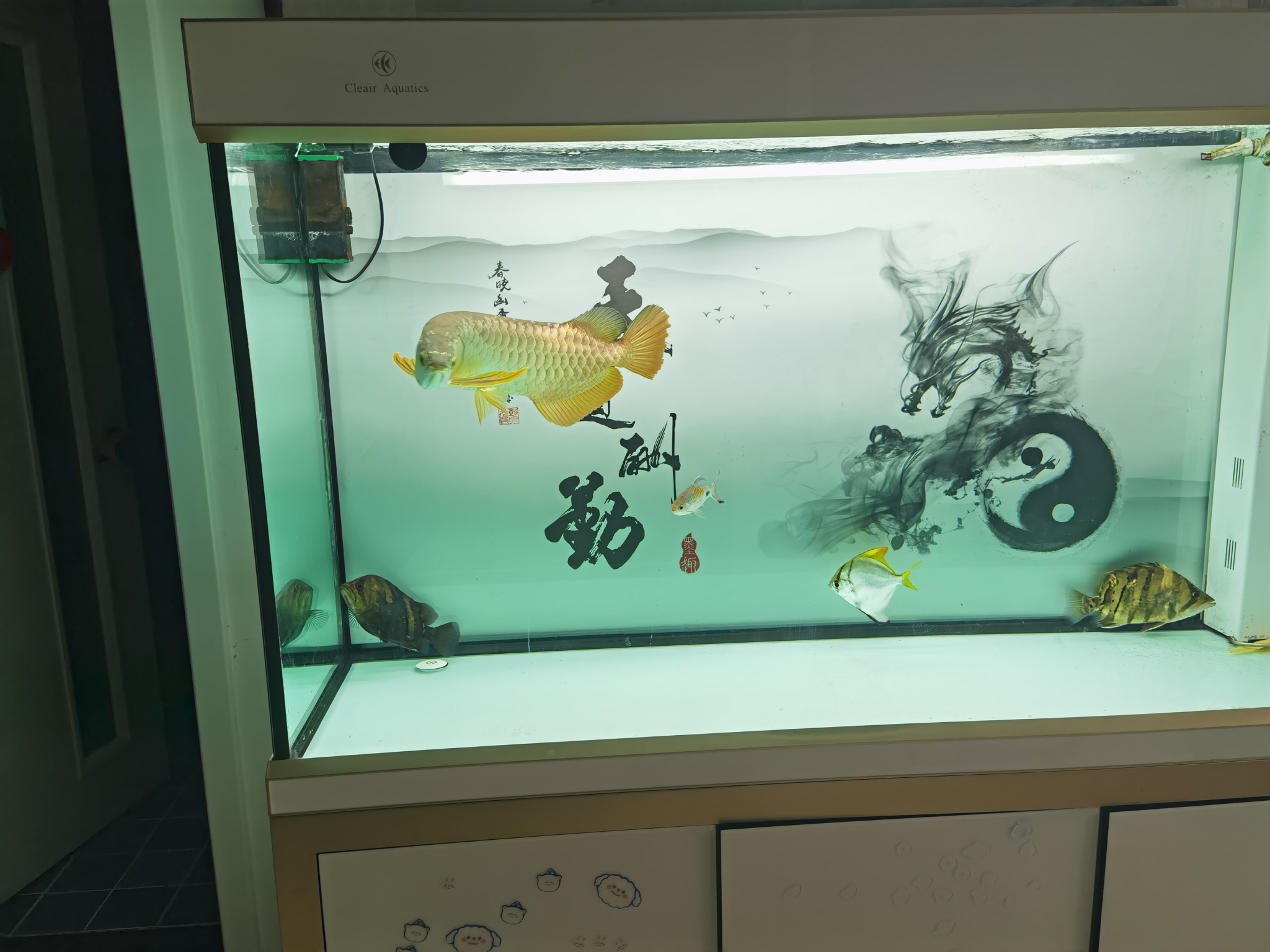 看看品質(zhì) 觀賞魚 第5張