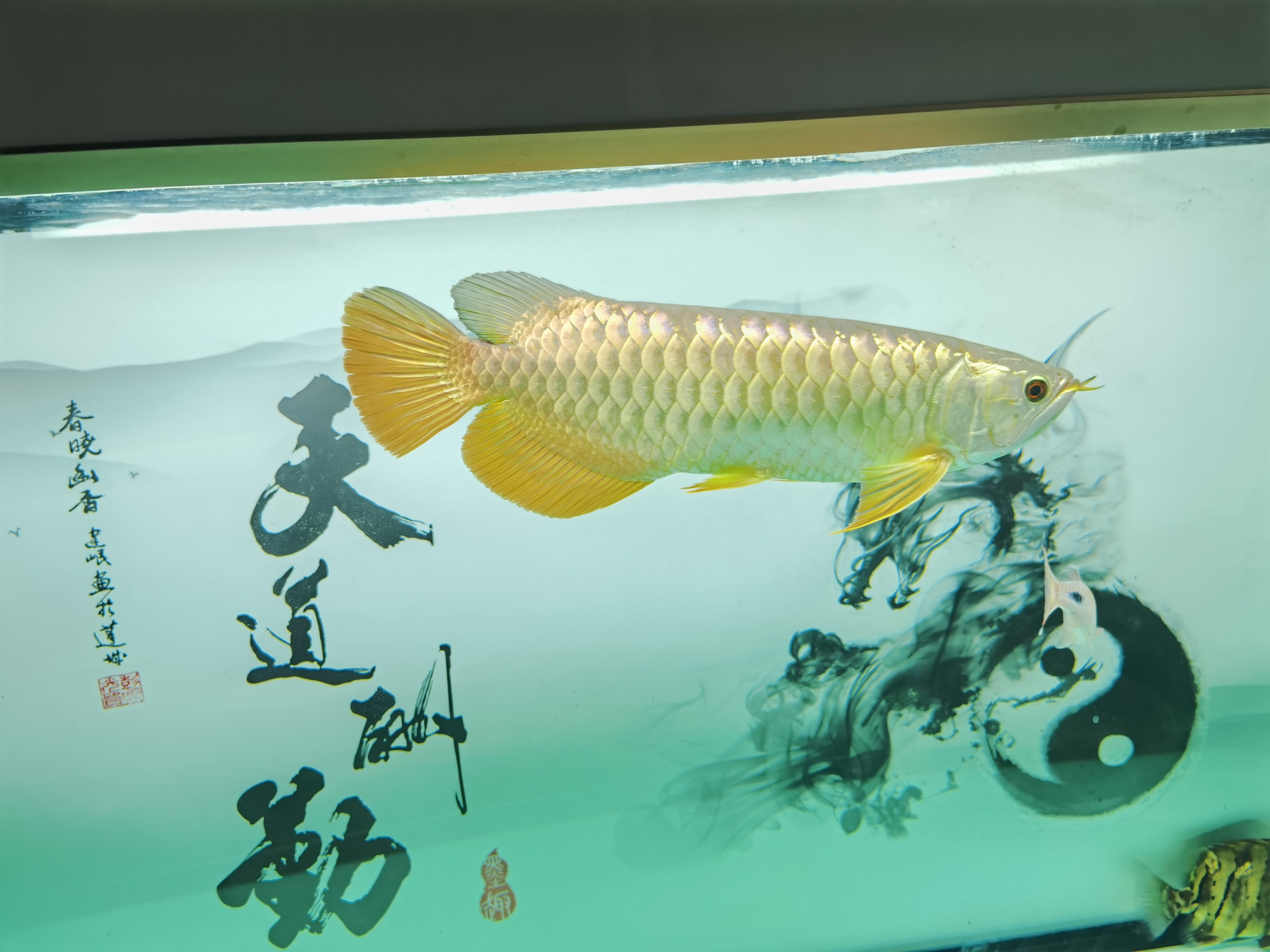 看看品質(zhì) 觀賞魚 第4張