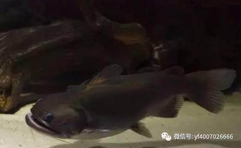 下午好老鐵家伙 金頭過(guò)背金龍魚(yú) 第7張