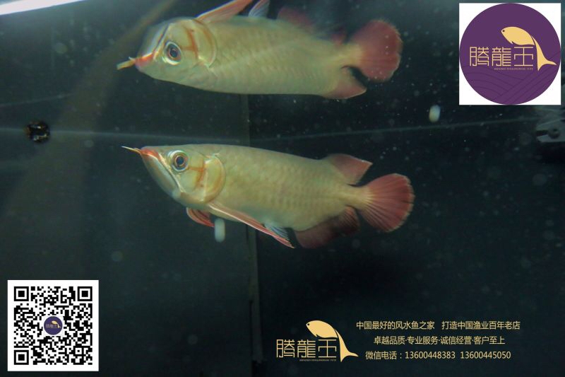 盆養(yǎng)金魚(yú)保色是真滴好 廣州觀(guān)賞魚(yú)批發(fā)市場(chǎng) 第2張