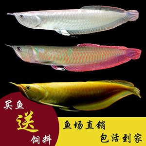 綿陽市涪城區(qū)森林飼族水族店 福滿鉆魚