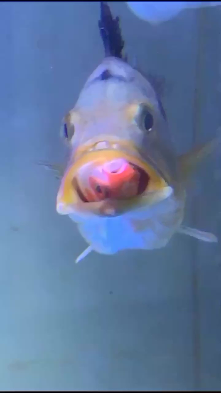 虎魚食量如何？