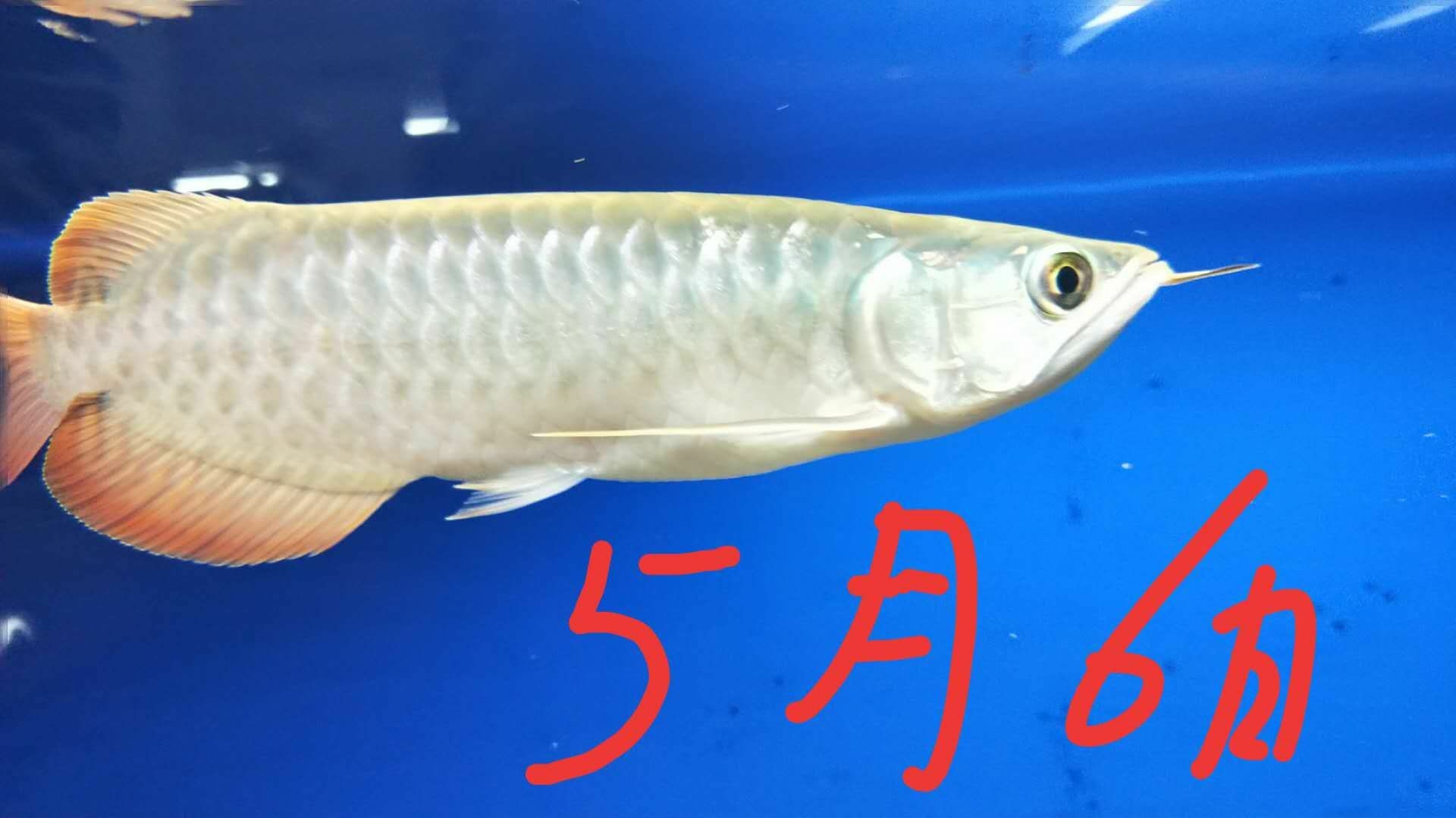 9個(gè)月從17厘米更改為40厘米 白子黃化銀龍魚(yú) 第2張