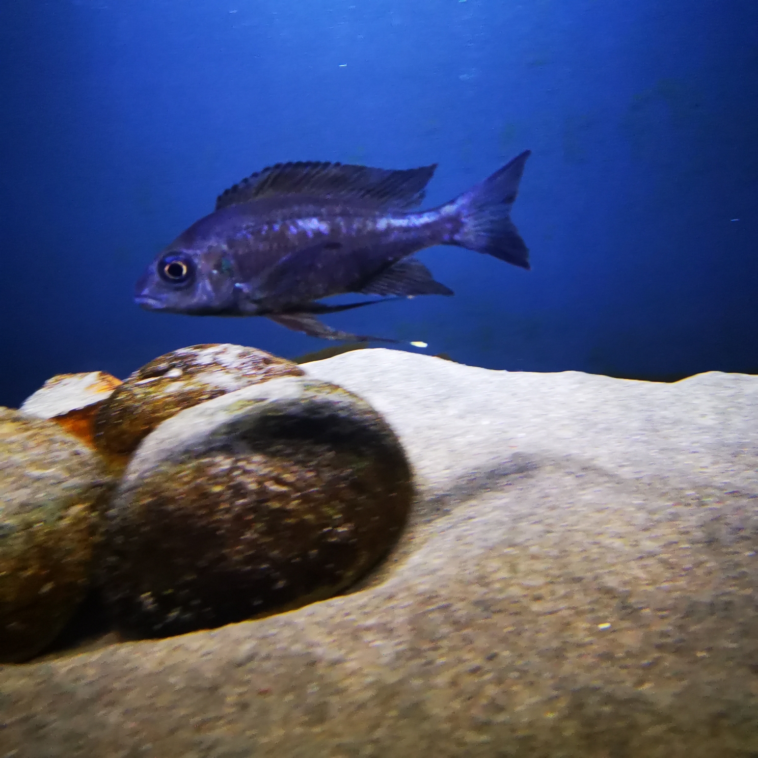 慈鯛里有一種提燈叫布魯斯 泰國虎魚 第1張