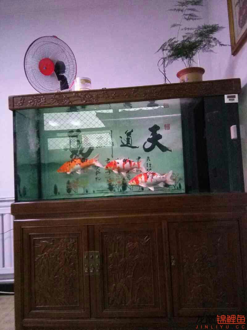 我的魚怎么老是撞缸