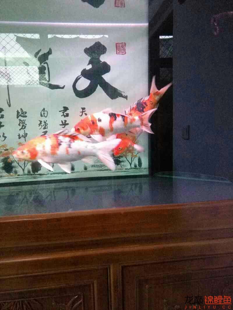 我的魚怎么老是撞缸