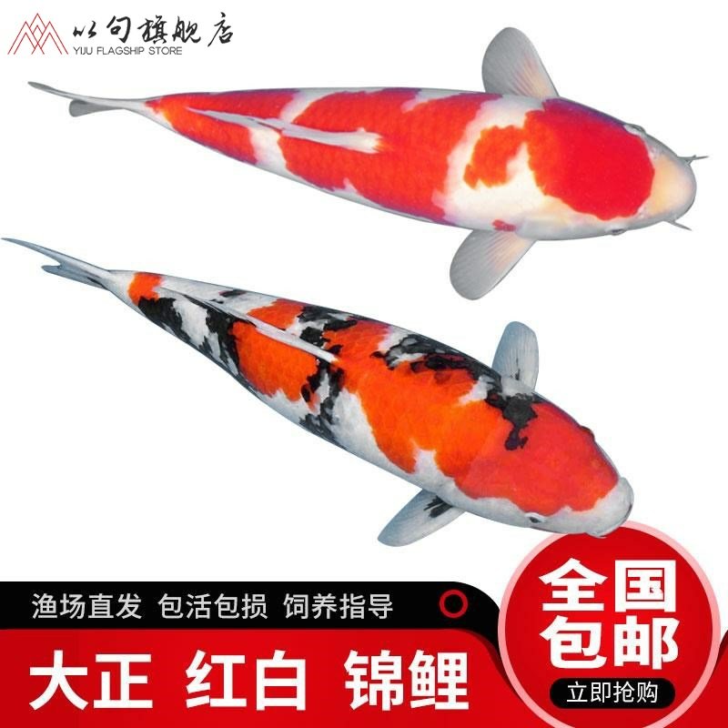 河北白金系列·走起來 斑馬狗頭魚 第3張