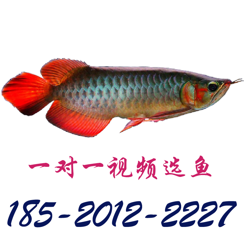 龍魚會不會噎死