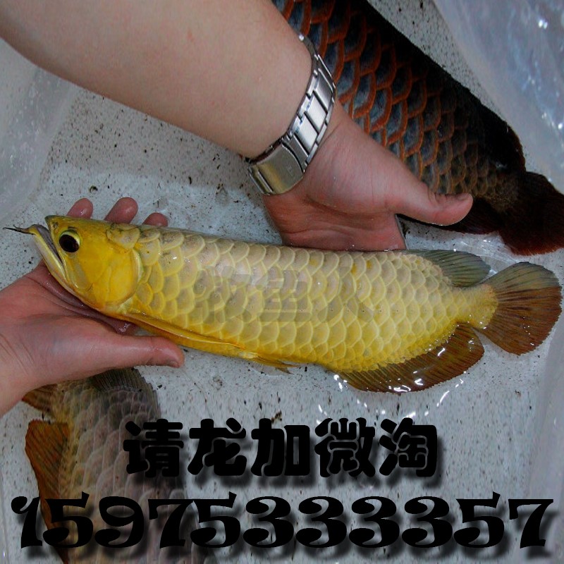 紅龍發(fā)情龍鳴龍震公魚