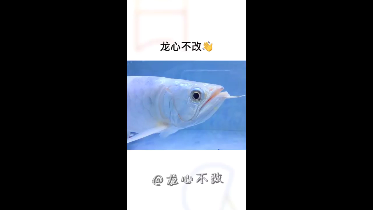 龍魚愛好者在哪里？ 奈及利亞紅圓點狗頭 第1張