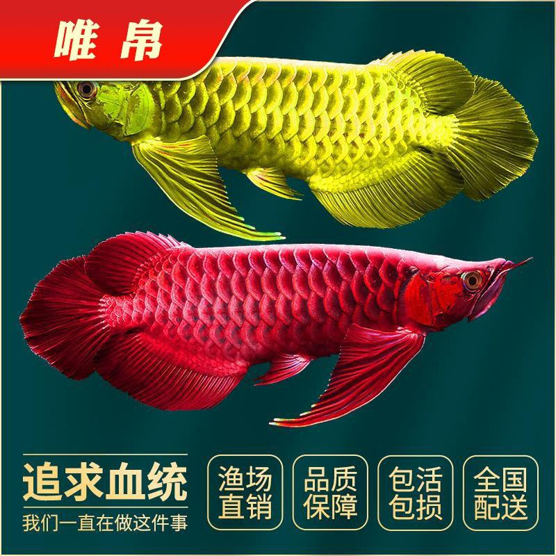 向世界出發(fā):甘肅酒泉 一眉道人魚 第10張