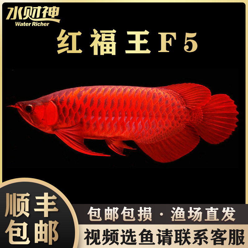 這算三紋嗎？ 巴西亞魚(yú)苗 第2張